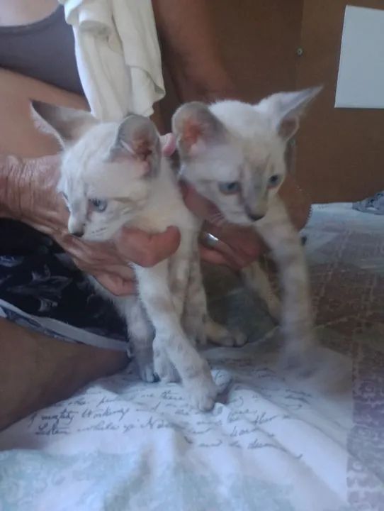 Dois gatinhos brancos fofinhos para adoção