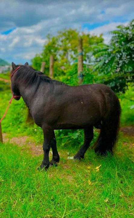 Pônei Preto - Animal de estimação