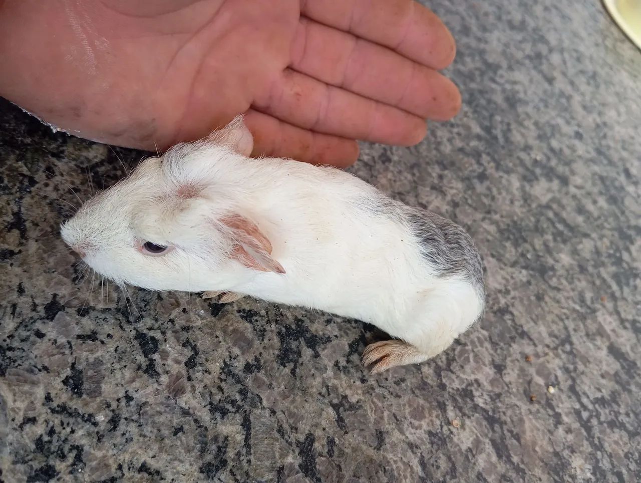 Vendo filhotes de porquinho da índia 