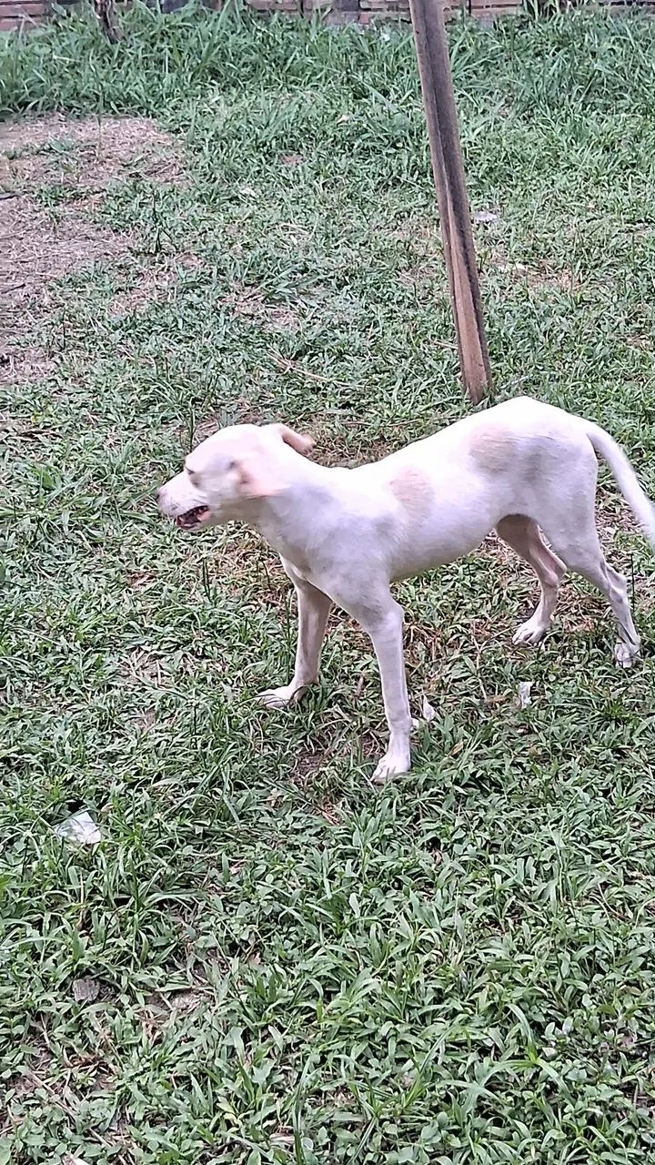 Adoção Fêmea  - Foto 4