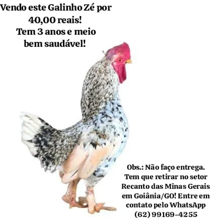 Galo Zé - Galinho Zezinho - Um indivíduo macho