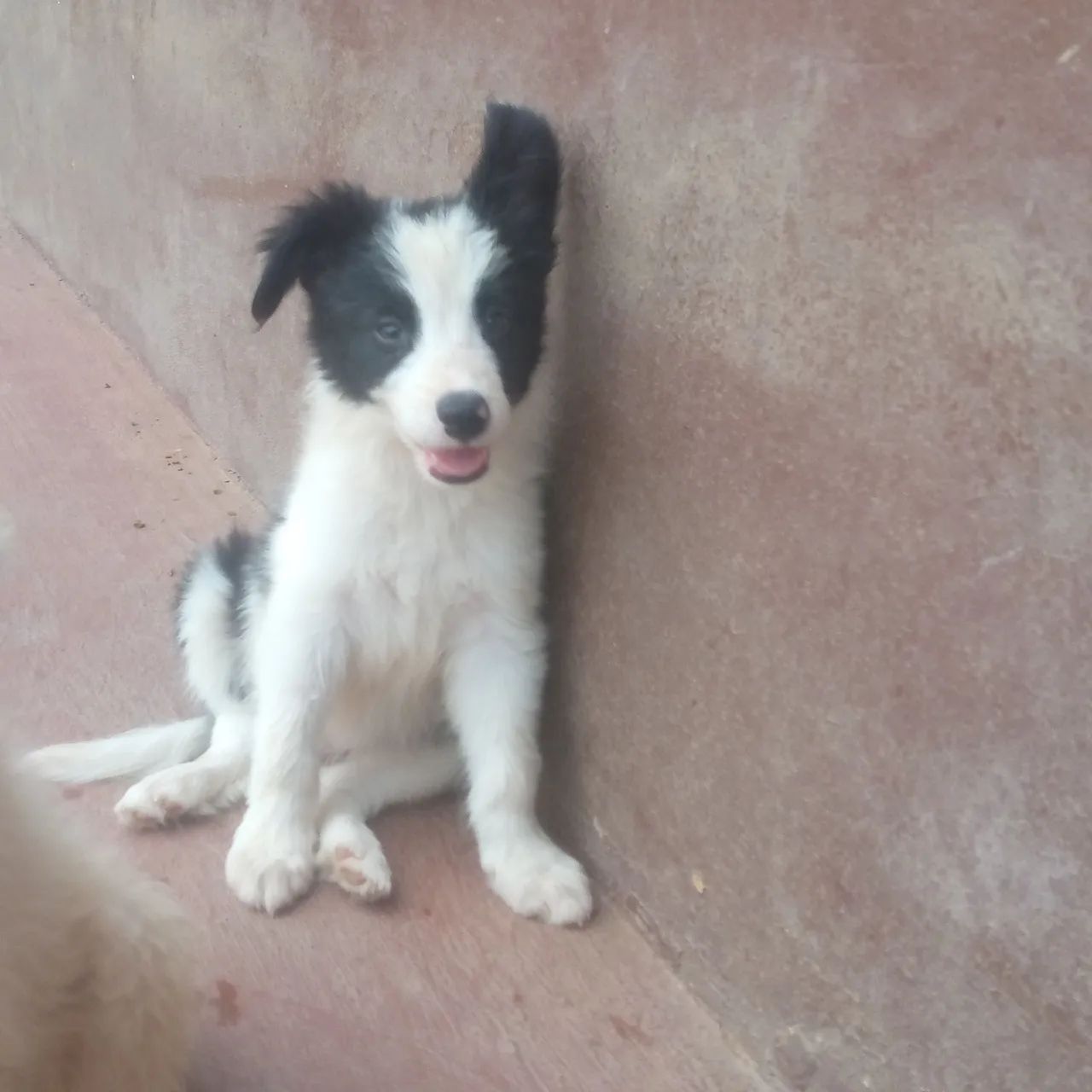 Border collie - Foto 6