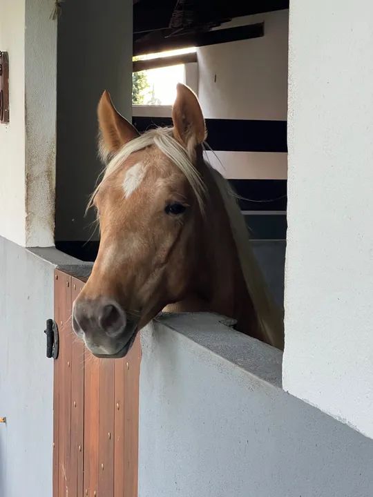 Potra Quarto de Milha Pura!  - Foto 3