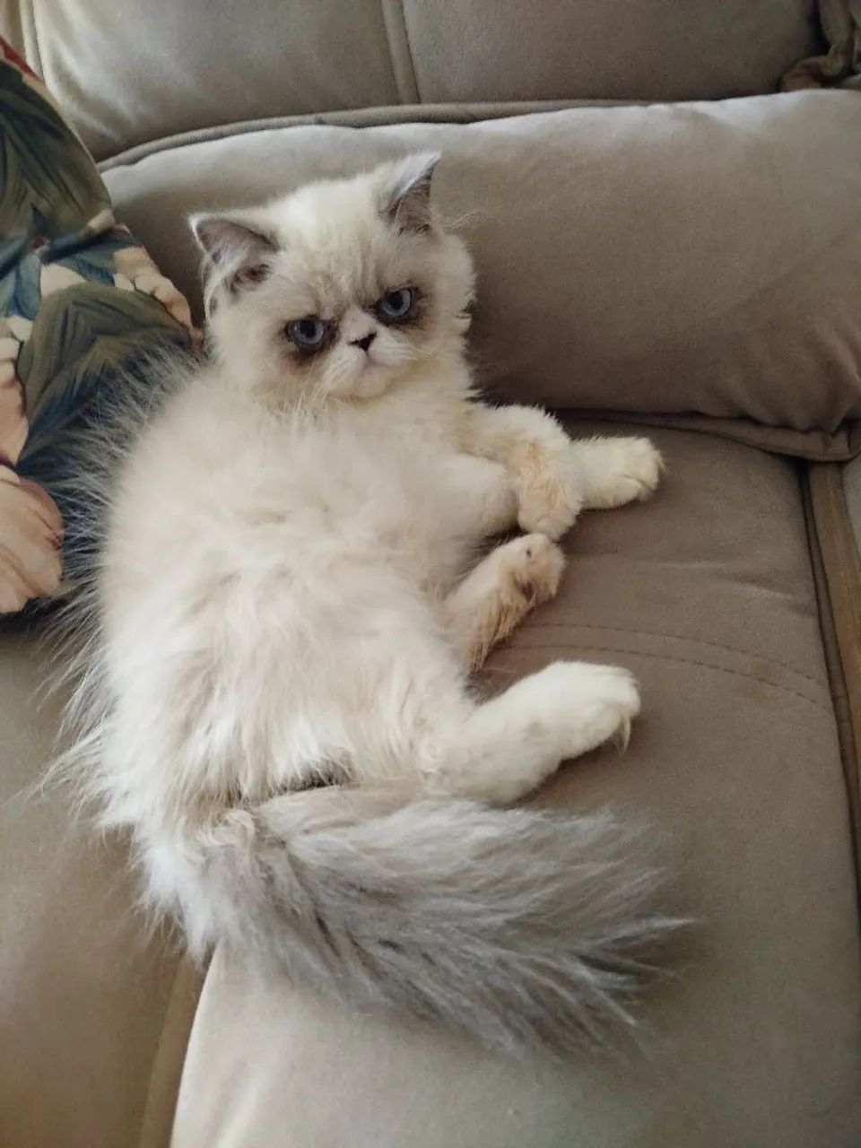 Gato persa lindo - Foto 3