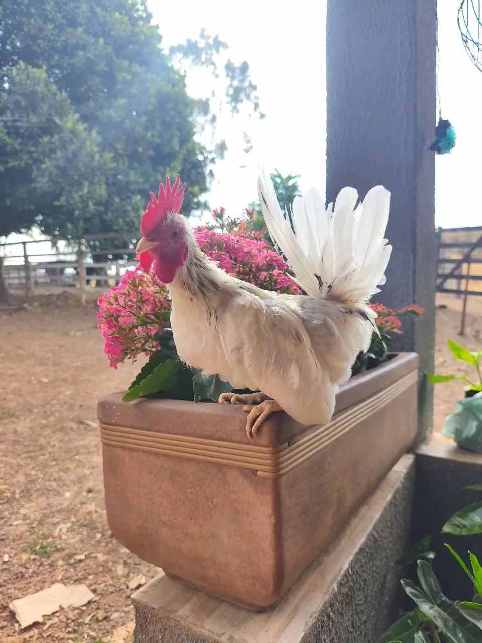Mini Galo