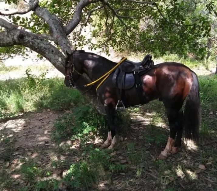 Mangalarga marchador  - Foto 2