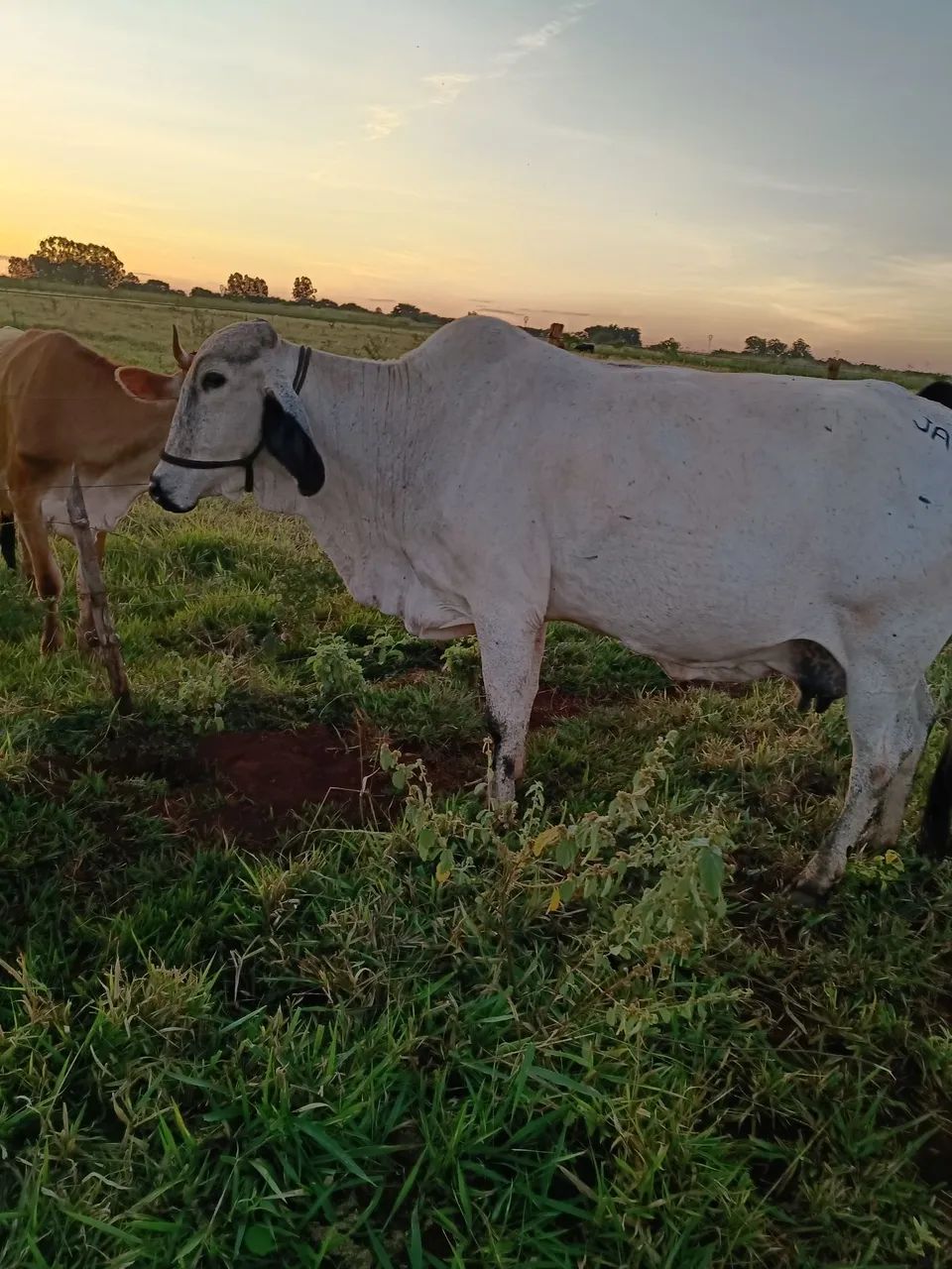 Vendi vaca para abate 