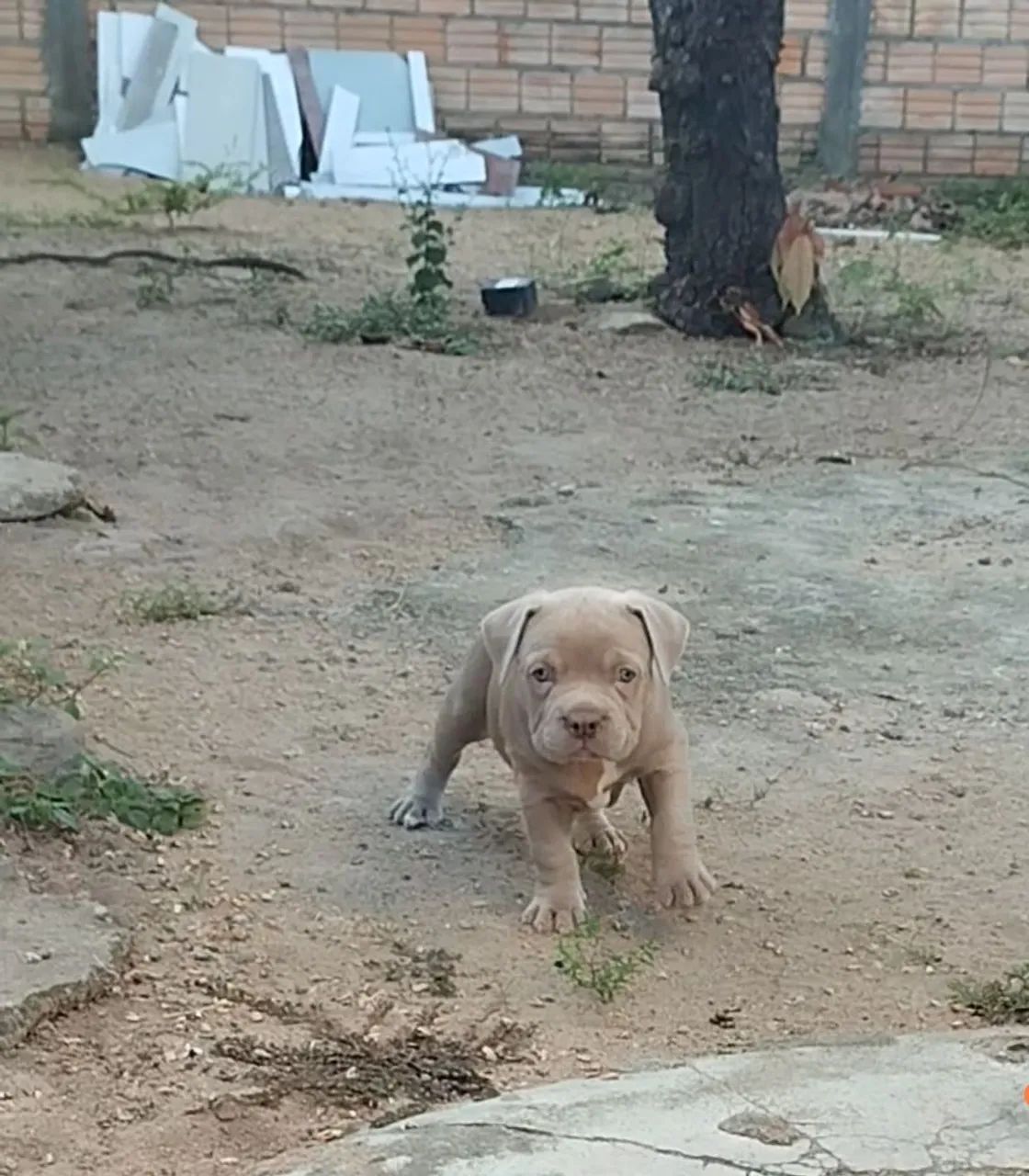 Cachorro  - Foto 3