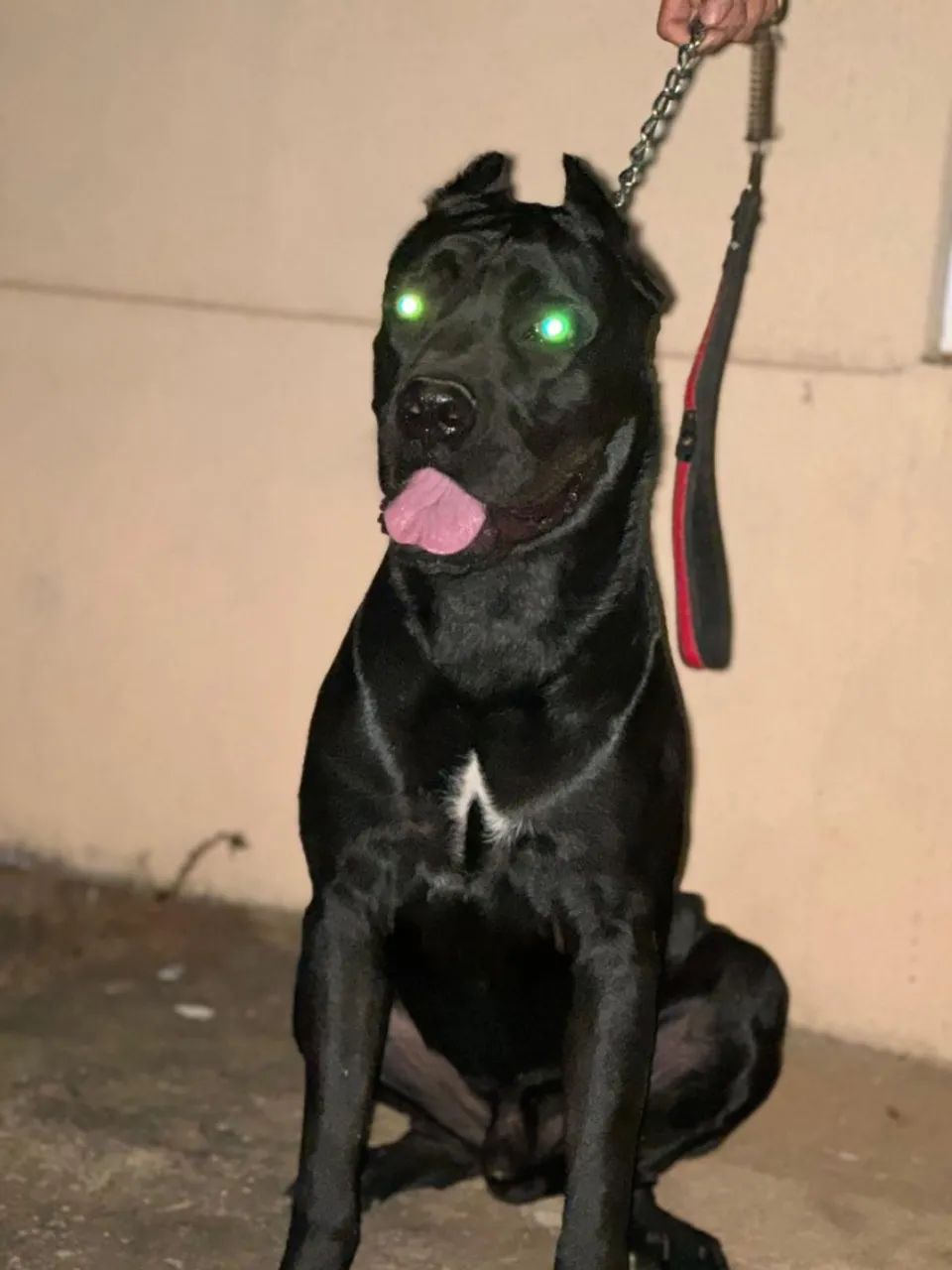 VENDE -SE FILHOTES CANE CORSO  - Foto 2