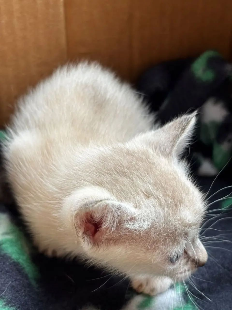 Doa-se gato  - Foto 3