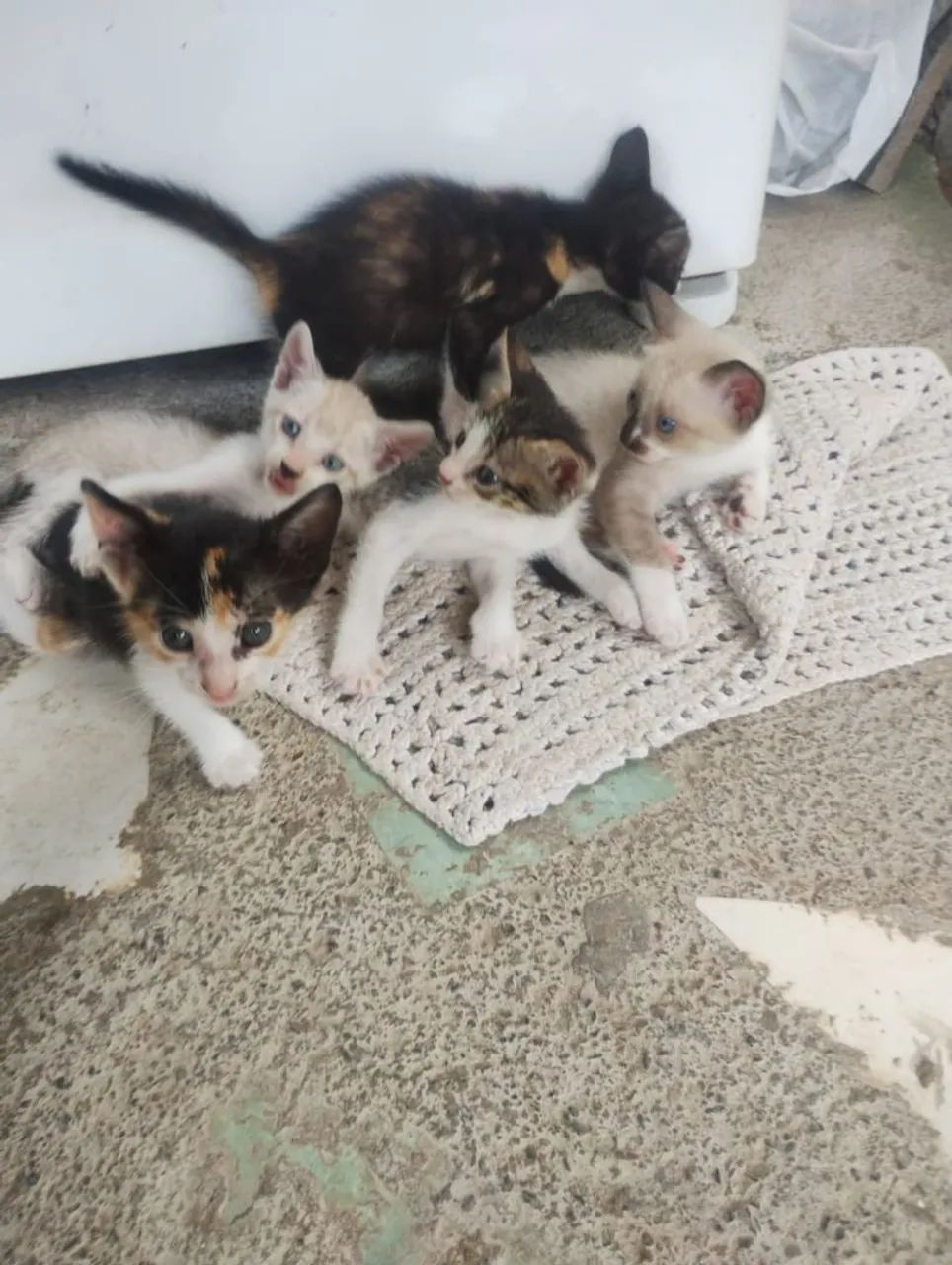 doa se filhotes de gato lindo chinês  - Foto 3