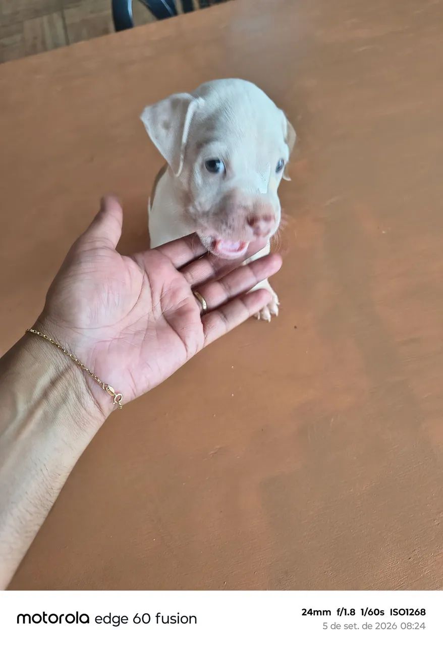 Pitbull