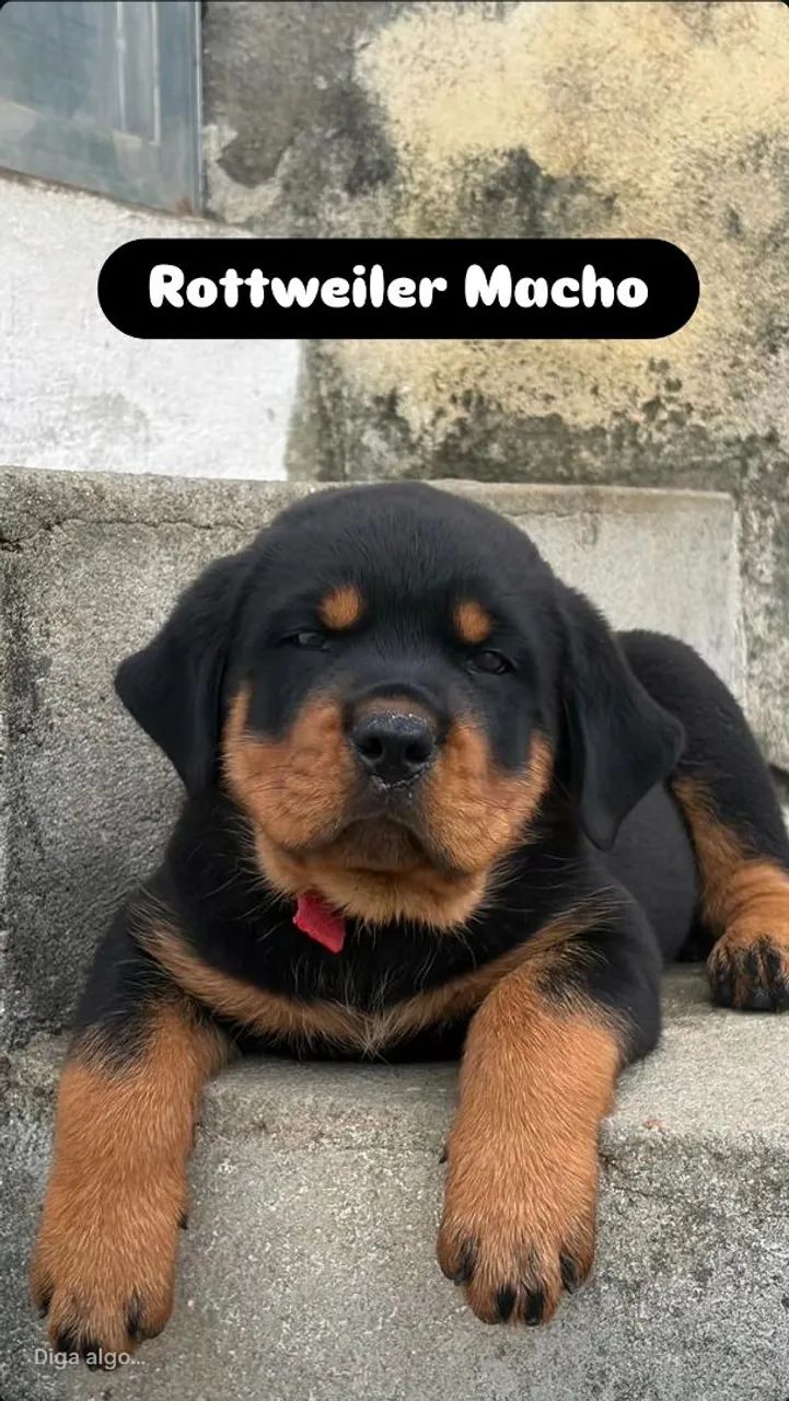 Rottweiler Macho e Femea