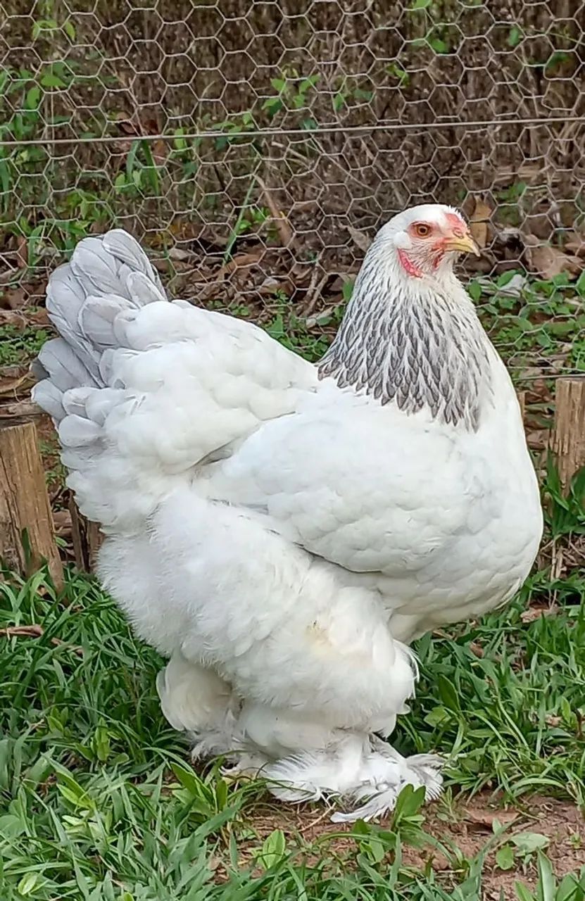 Pintinhos de Brahma Light! - Foto 4