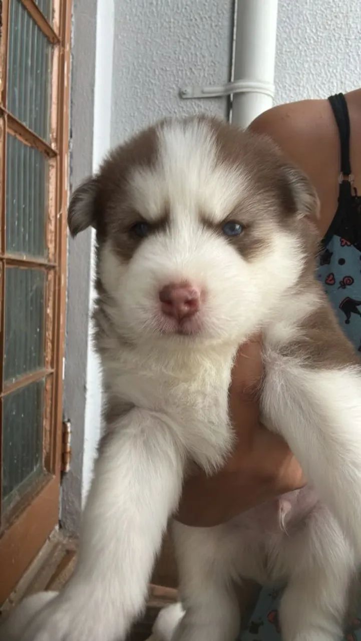 Filhotes Husky Siberiano  - Foto 2