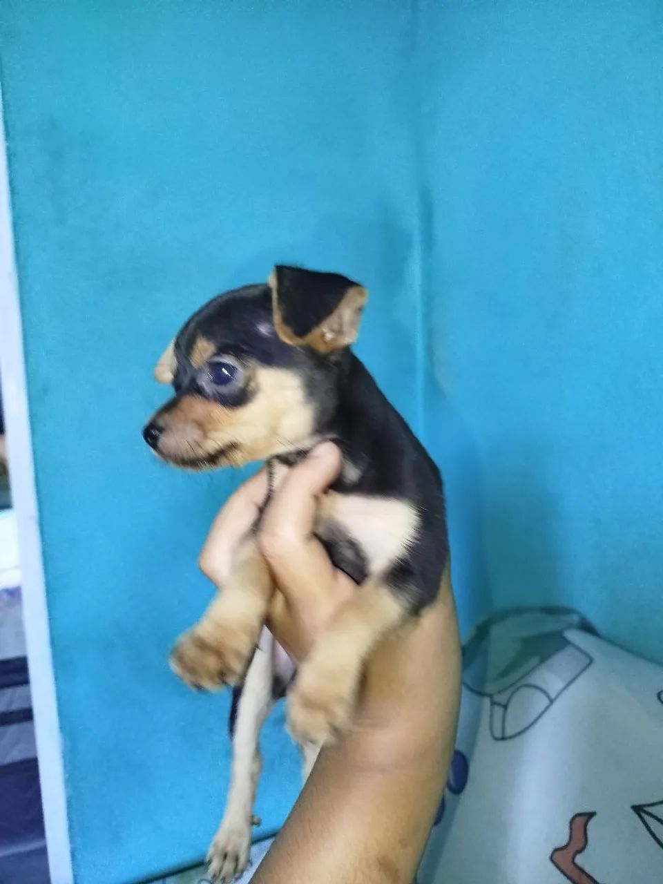 Filhote pinscher  - Foto 2