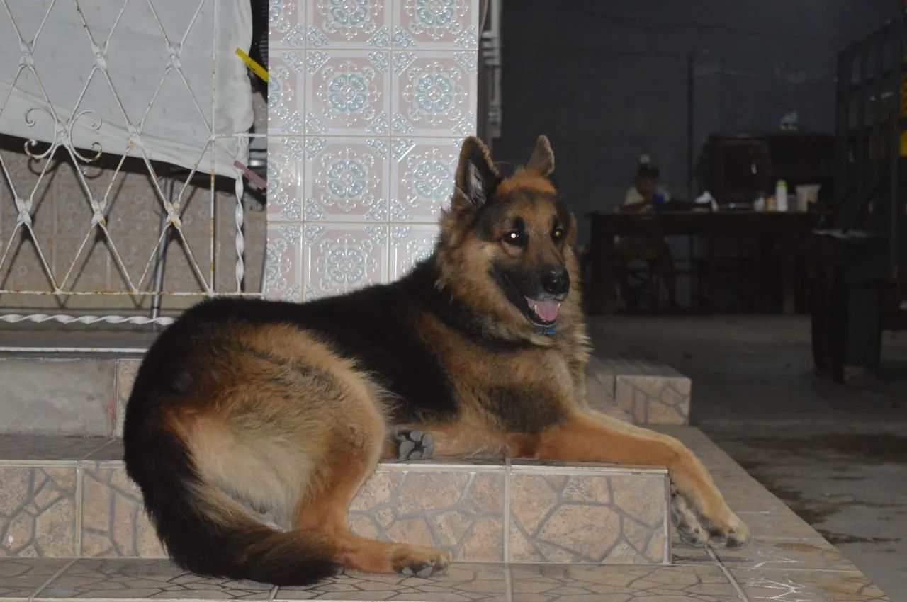 Cachorro Pastor - Foto 5