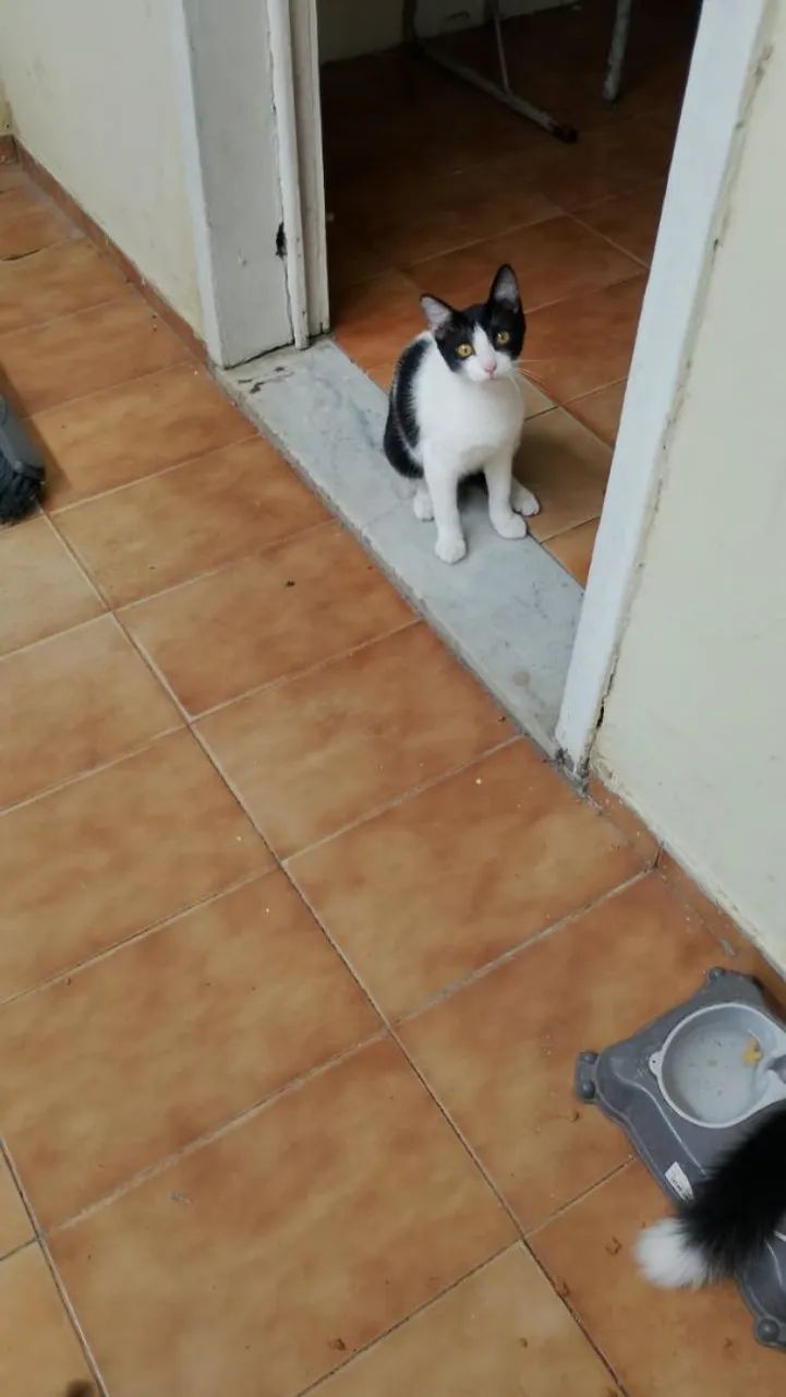 Dois gatos para adoção  - Foto 3