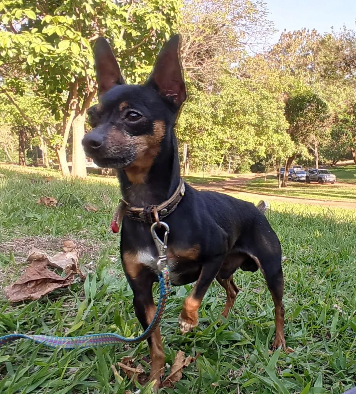 Pinscher 