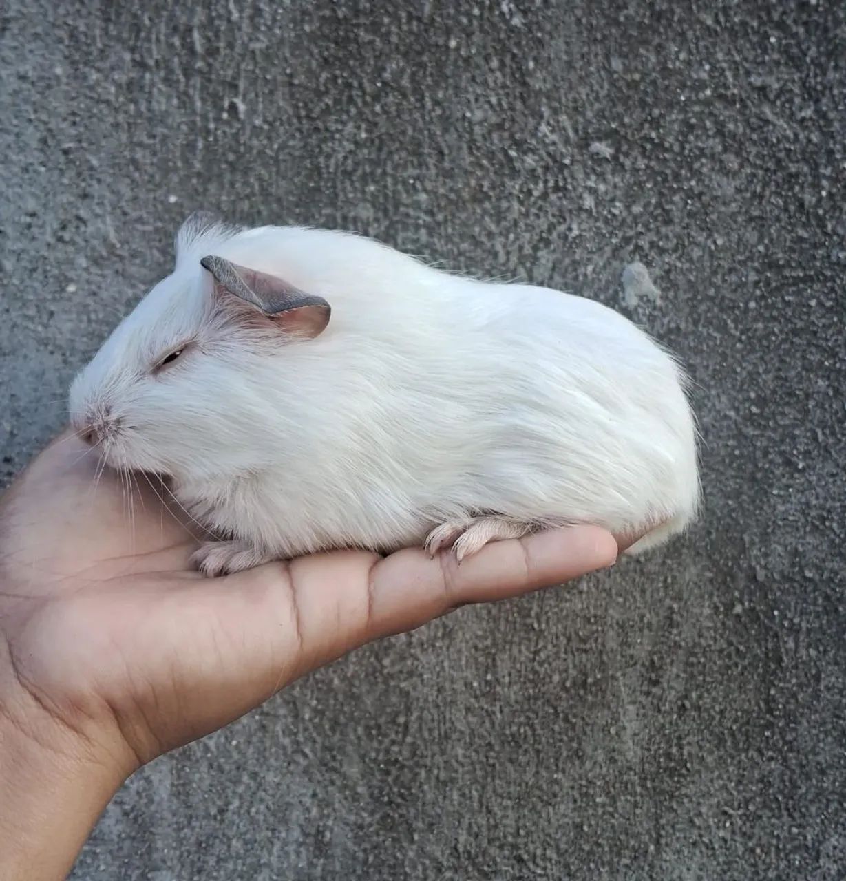 Porquinhos da índia filhotes  - Foto 2