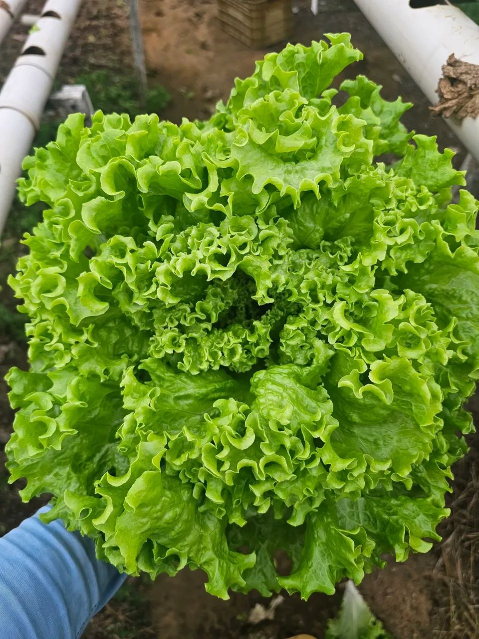 Alface hidroponica  - Foto 2