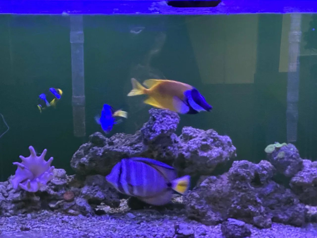 Lindo aquário marinho 