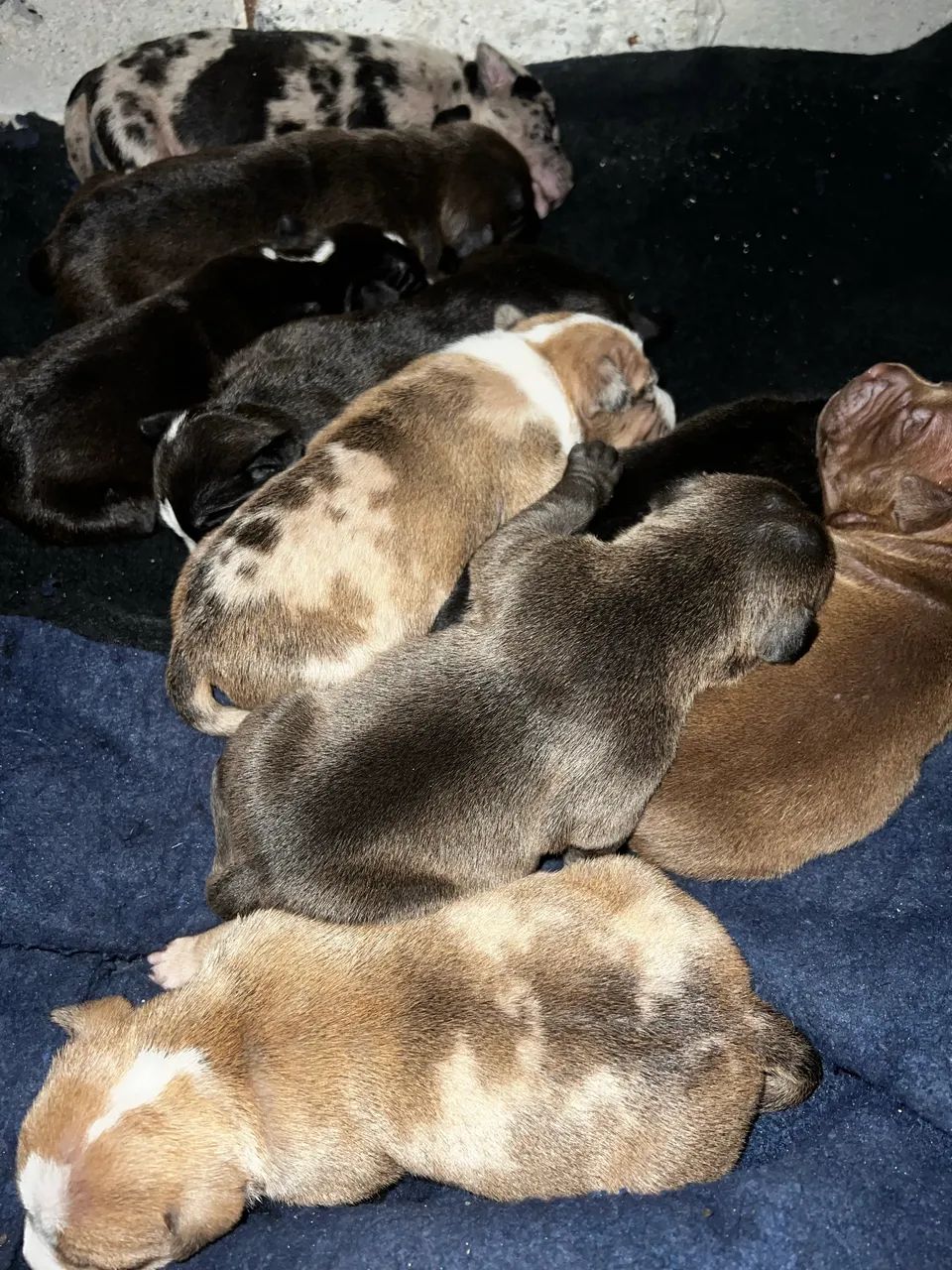 Filhotes de pitbul  - Foto 5