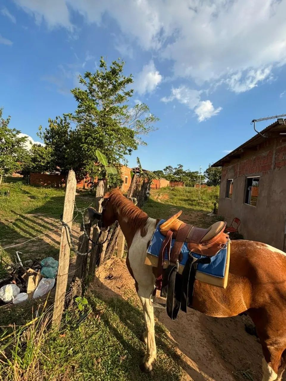 Vendo cavalo panpa , capado  - Foto 2