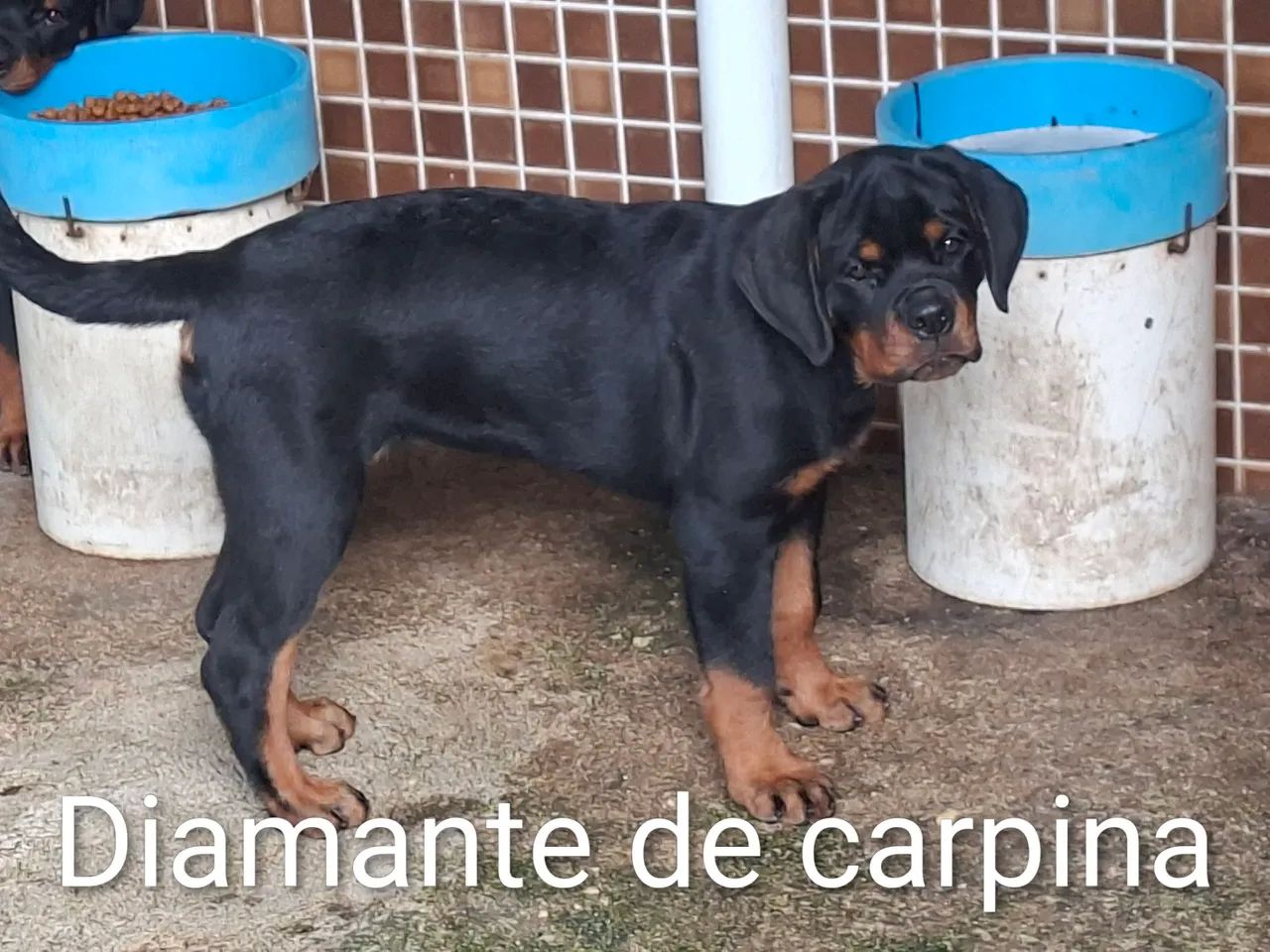 rottweiler 