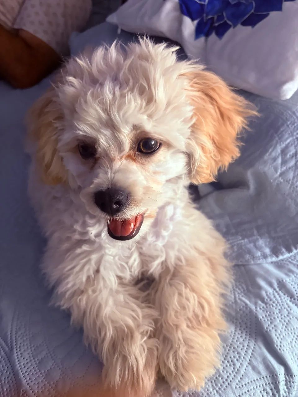 Doação de um poodle toy bege - Foto 3