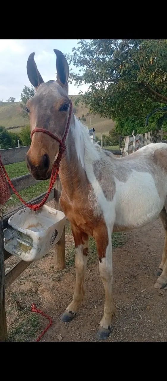 Cavalo  - Foto 2
