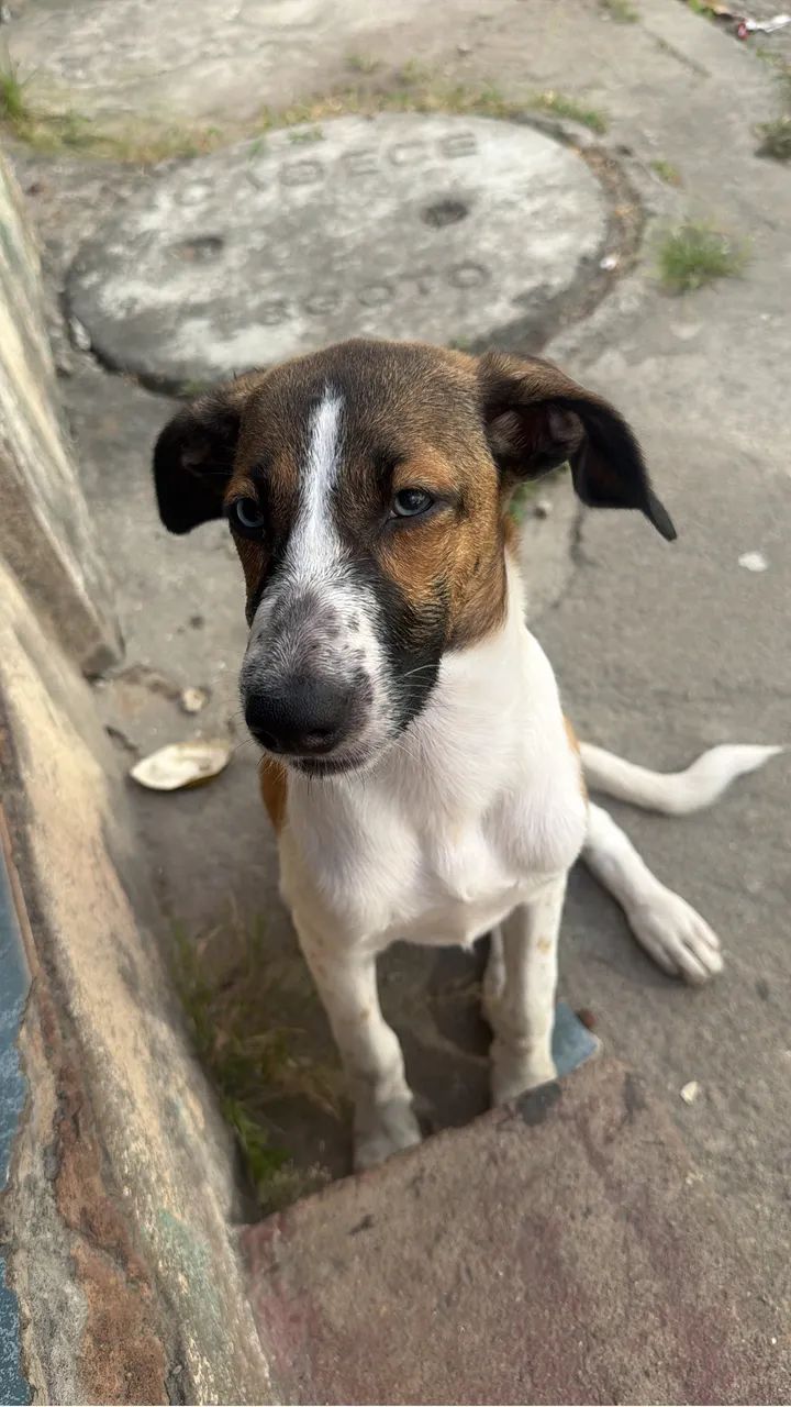 Cachorros  - Foto 2