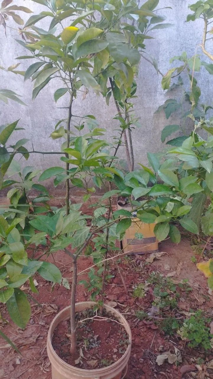 Mudas Frutíferas 