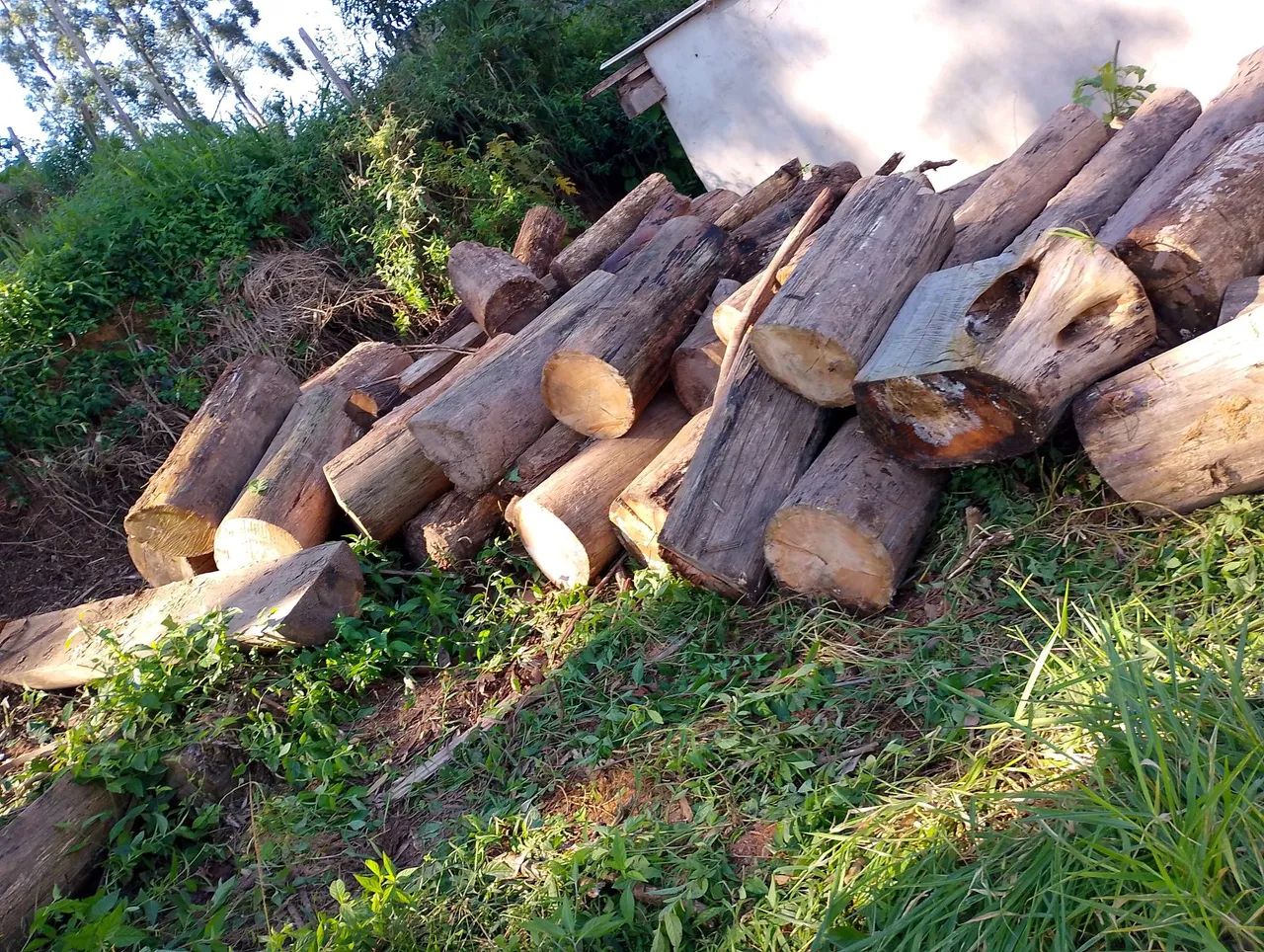 Lenha de eucalipto para doação  - Foto 4