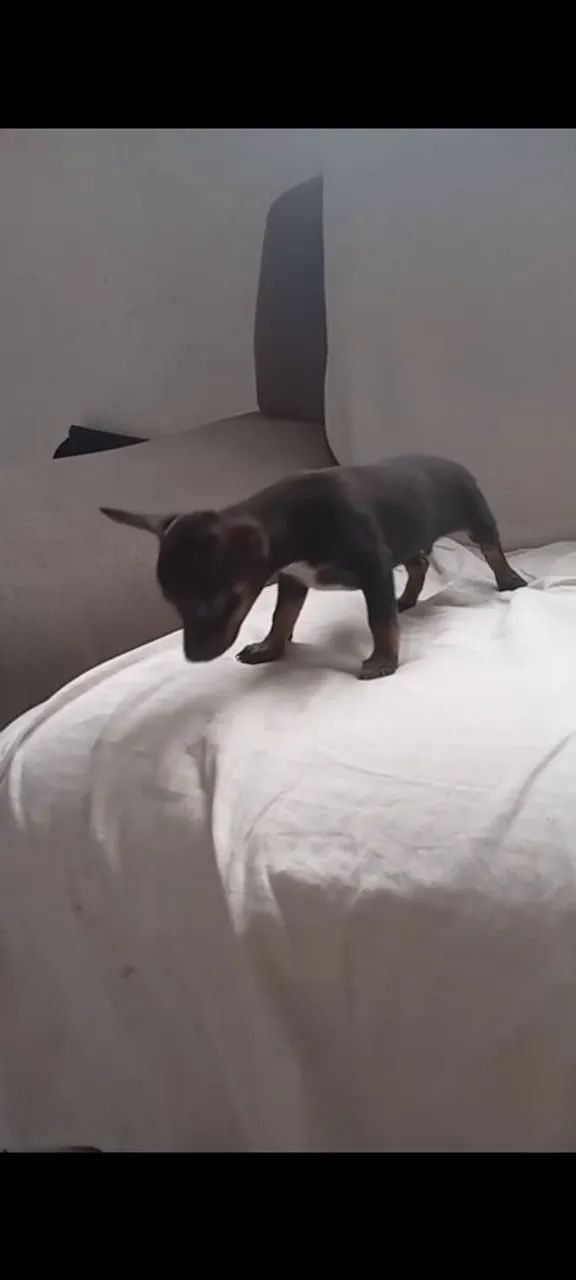 Pinscher  número  1 - Foto 2