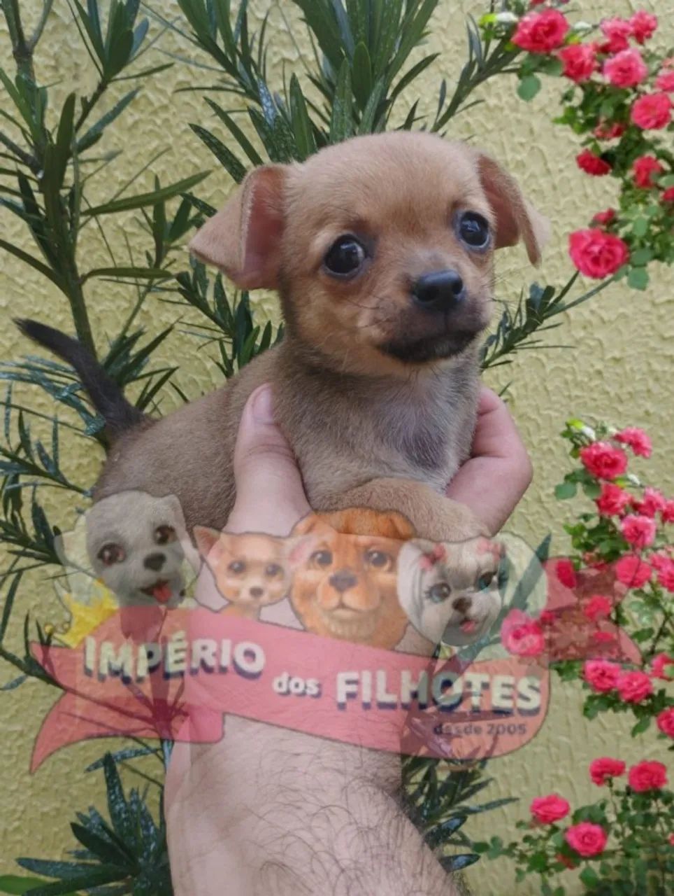 Vende-se Chihuahuas 