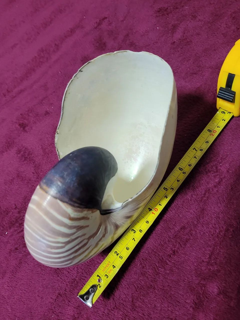 Conchas Nautilus pompilius lista de tigre  - Foto 2