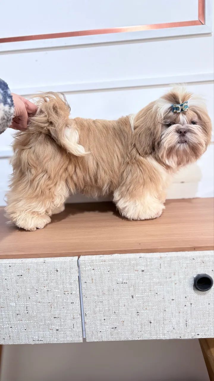 Shihtzu macho 4 meses - Foto 2
