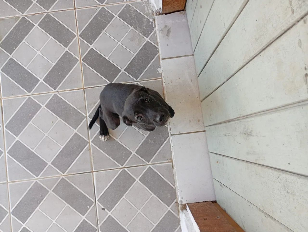 Doação dessa cachorrinha 