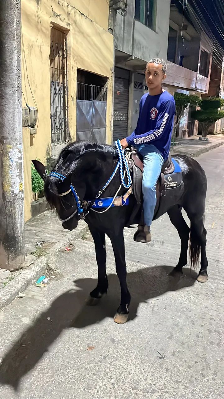 Cavalo mangalarga marchador sem documento a venda 