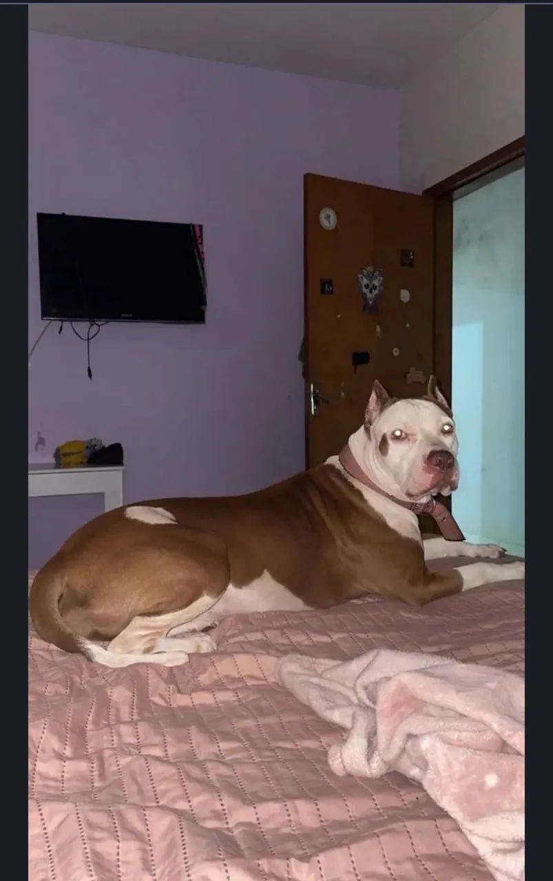 Filhote Pitbull macho  - Foto 5