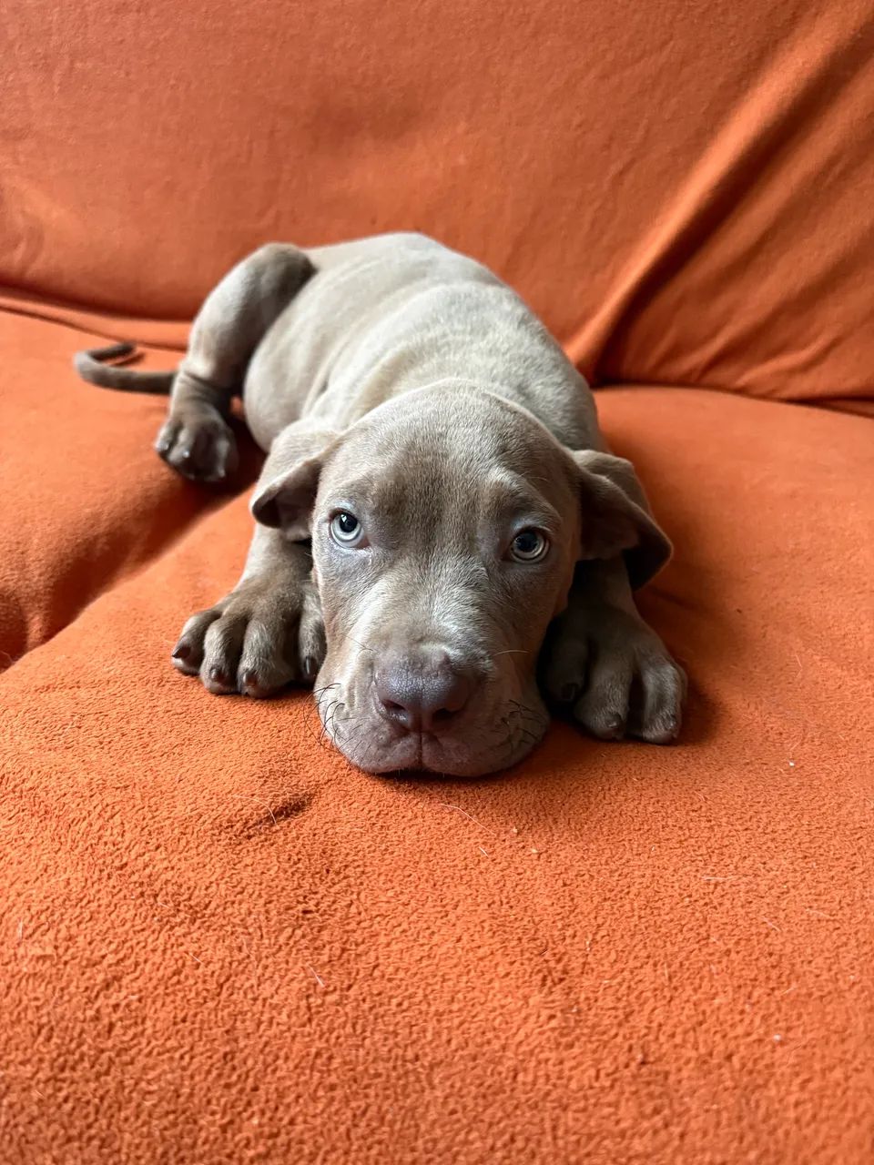 Filhote American Bully Macho - Foto 3