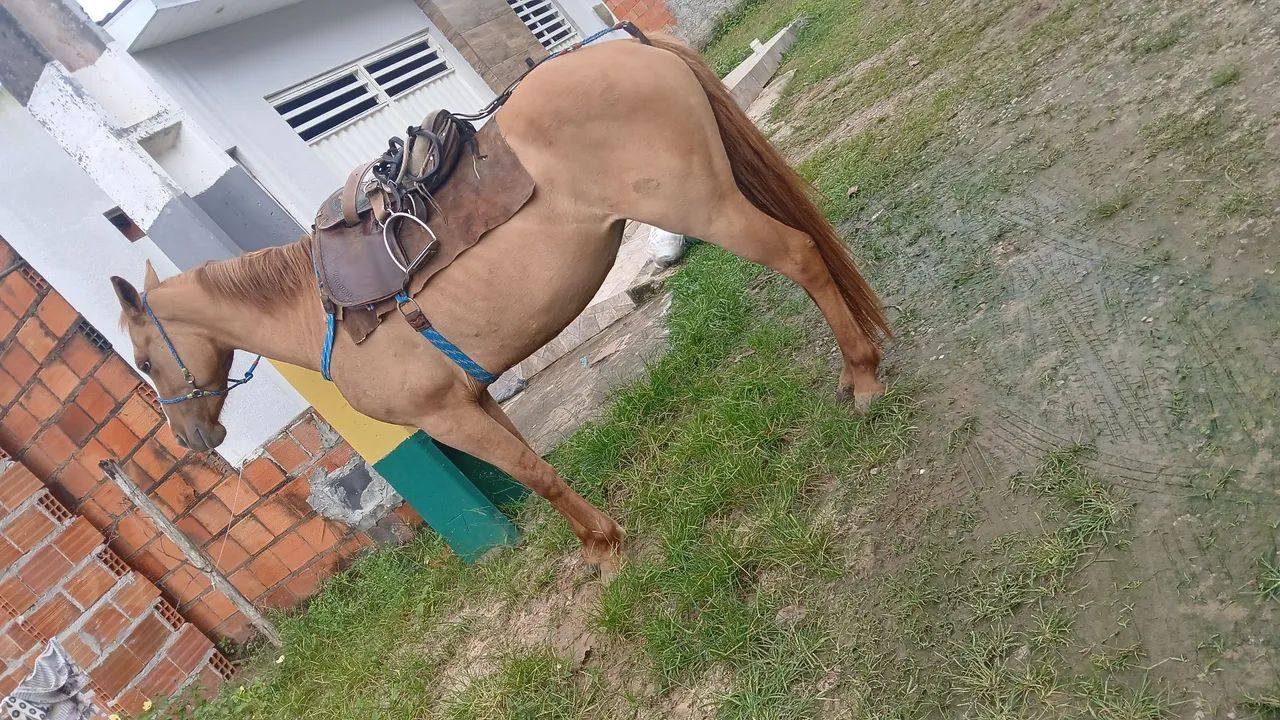 Potra para vender!