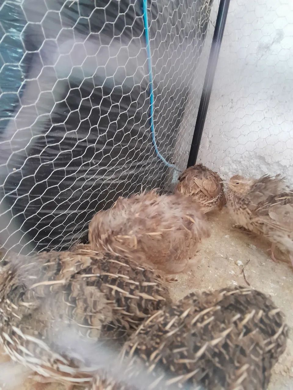 Codorna japonesa - Foto 4