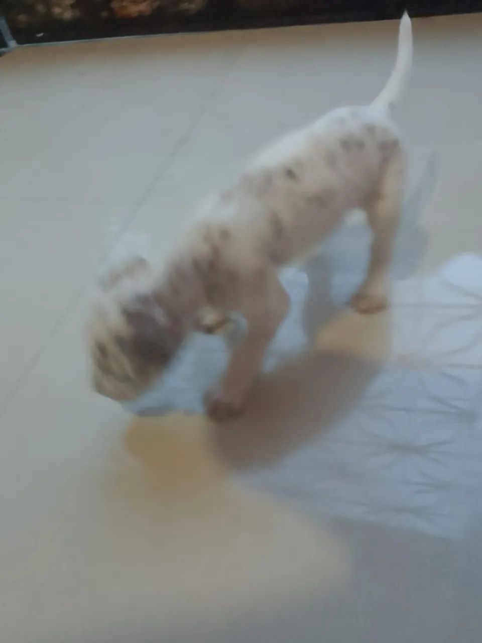 Lindos cachorrinhos dálmatas  - Foto 5