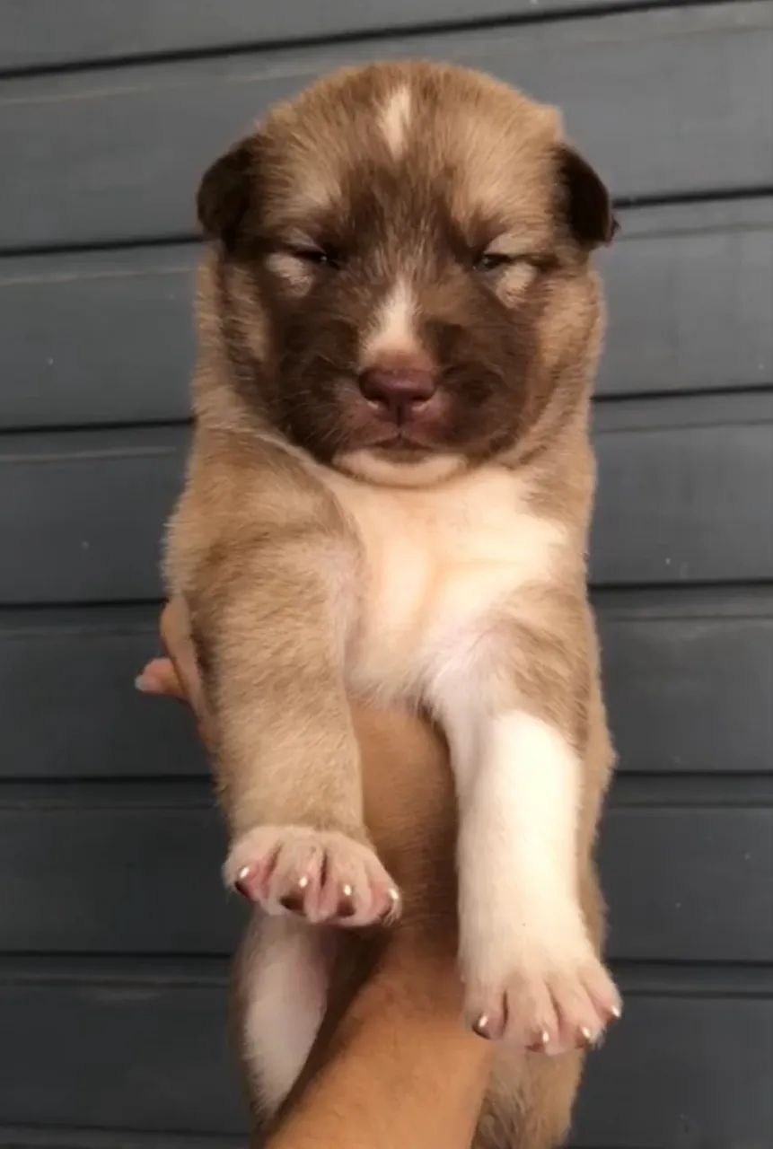 Husky siberiano  - Foto 4
