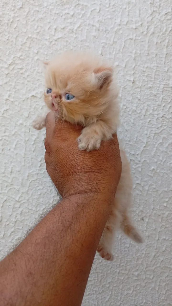 Gatos persas @elisandrapet