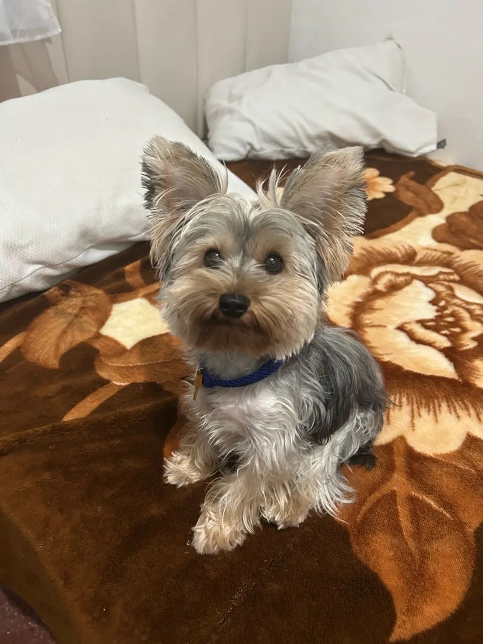 Cachorro
