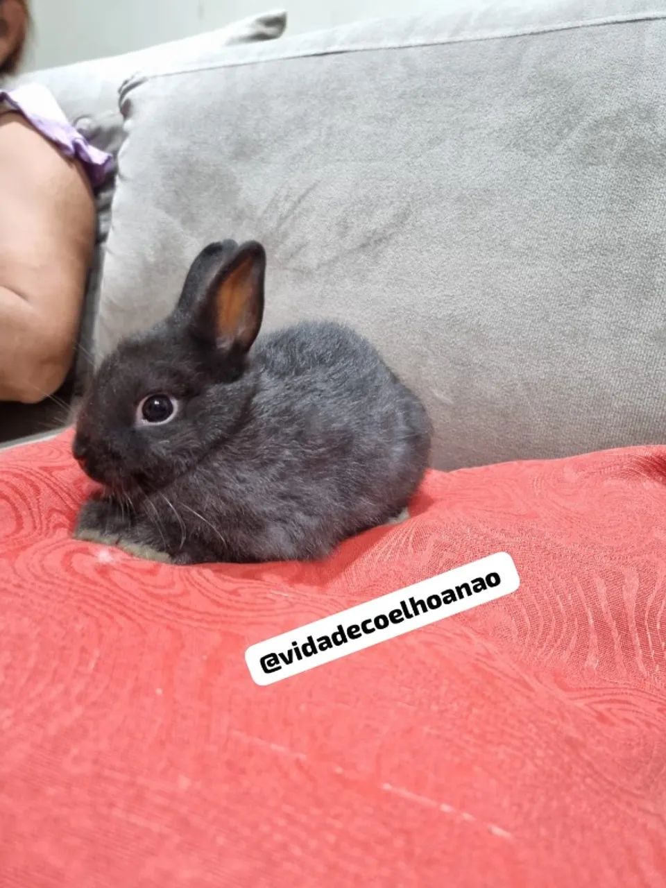 Coelho Anão Netherland Dwarf linhagem importada menor coelho domestico mundo 