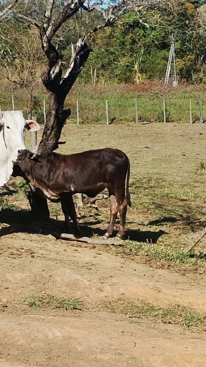 Bezerro  - Foto 3